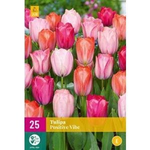 Tulipan Positive Vibe "E"