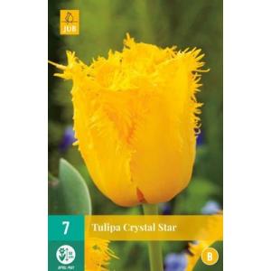Tulipan Crystal Star 'B'