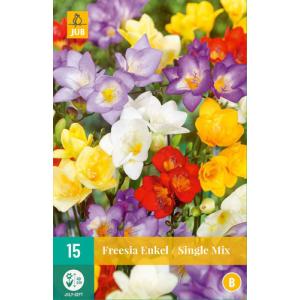 Freesia Freesia Enotna mešanica "C"
