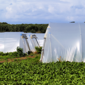 Kako izbrati najprimernejšo folijo za pladenj za folijo?