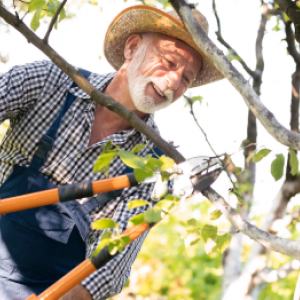 Kako obrezovati in obrezovati sadno drevje