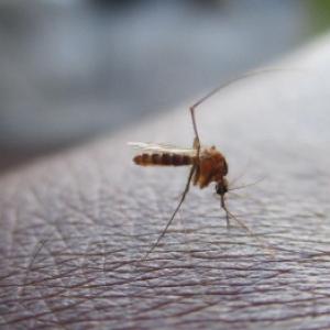 Zakaj komarji grizejo in zakaj kdo grize bolj? Vemo tudi, kako se jih znebiti