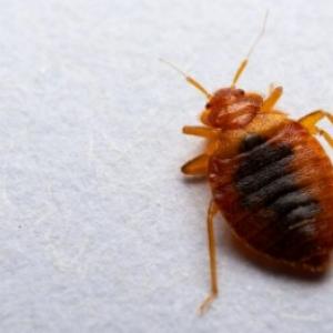 Ploščica: več mesecev nočna mora. Kako se jih znebiti?