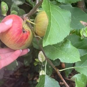 Jabolka z črvi: vzroki, preprečevanje in učinkovita zaščita jabolk