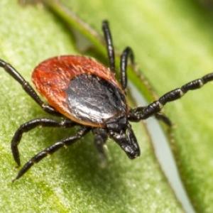 Nevarni klopi: zaščitite ne le sebe, temveč tudi hišne ljubljenčke