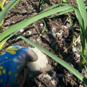 Gnojenje in prehrana česna: kaj česen potrebuje za dober pridelek