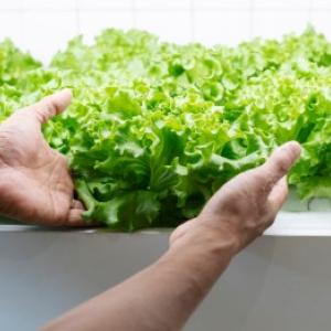 Hidroponsko gojenje rastlin: praktična navodila in praktični primeri