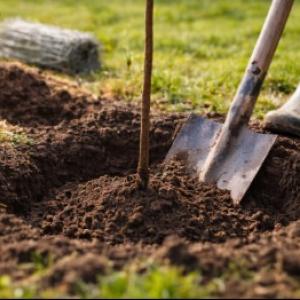 Sajenje sadnega drevja: celoten vodnik za sajenje