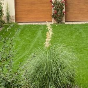 Pampasova trava: nega in spomladansko obrezovanje za spodbujanje cvetenja