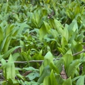 Kako doma gojiti medvedji česen in ga ne zamenjati z lilijo v gozdu?