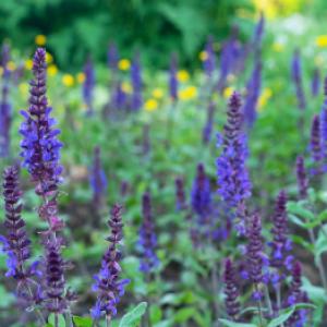 Gojenje žajblja: Zdravilno zelišče iz lonca