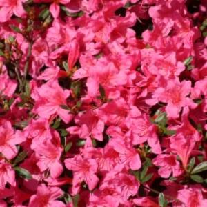 Azalea na prostem in v zaprtih prostorih: sajenje, obrezovanje, prezimovanje brez hroščev