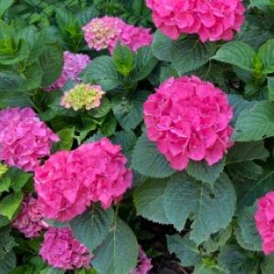 Kdaj kositi vrtnice ali okrasne trave? Svetujemo tudi glede sivke