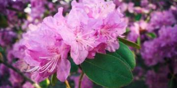 Rododendroni in azaleje: vse za njihovo pravilno gojenje, prezimovanje in nego
