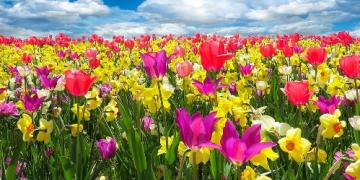 O spomladanskih čebulnicah razmišljajte že jeseni. Sadimo jih pred zmrzaljo