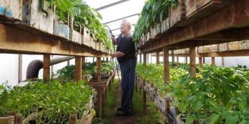 Gojenje paradižnika in paprike: znani zelenjadar svetuje, kako to storiti (+video)