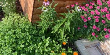 Ali na vašem vrtu rastejo zelišča? Odkrijte jih pred mšicami