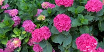 Kdaj kositi vrtnice ali okrasne trave? Svetujemo tudi glede sivke