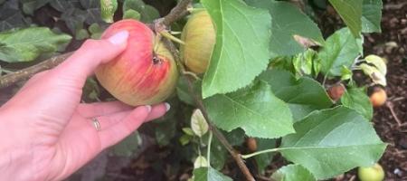 Jabolka z črvi: vzroki, preprečevanje in učinkovita zaščita jabolk