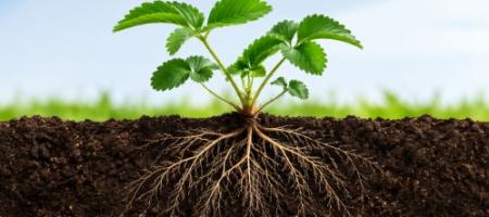 Trifender: biološko varstvo rastlin z glivico Trichoderma asperellum