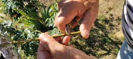 Kako cepljati marelico pod lubjem? Ján Vigoda je postopek prikazal kar v vrtu