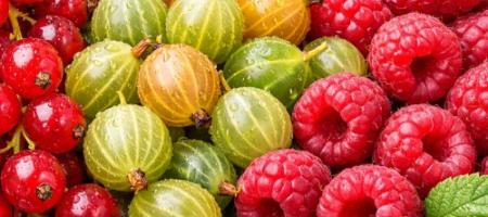 Predspomladansko obrezovanje sadnih grmov: kako obrezati ribez, kosmulje in maline