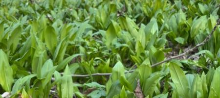 Kako doma gojiti medvedji česen in ga ne zamenjati z lilijo v gozdu?